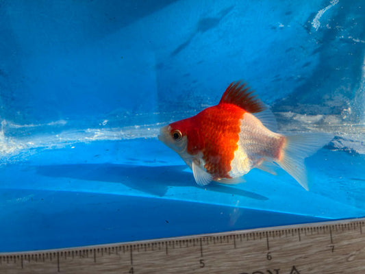 Red White Tamasaba Goldfish 3-4 Inch M