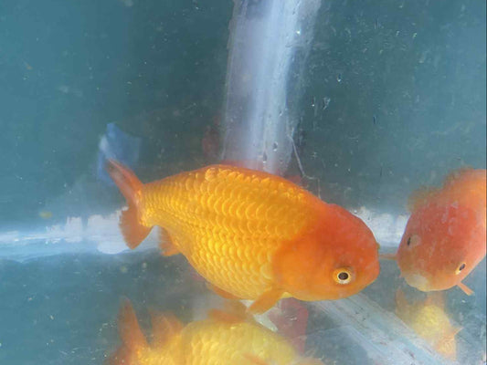 Red/White Ranchu 6 months old C