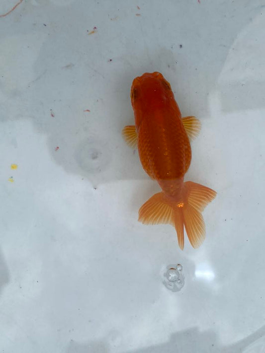 Japanese Top View Ranchu (5 available)