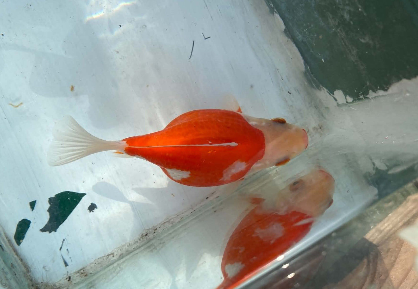 Jumbo Tamasaba 1 Year Old D