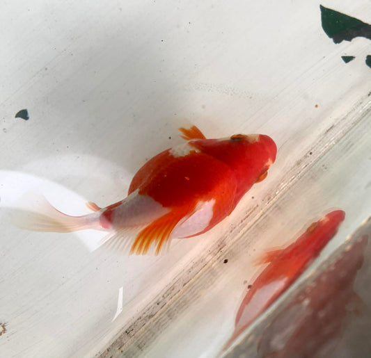 Red/white Tamasaba Goldfish C