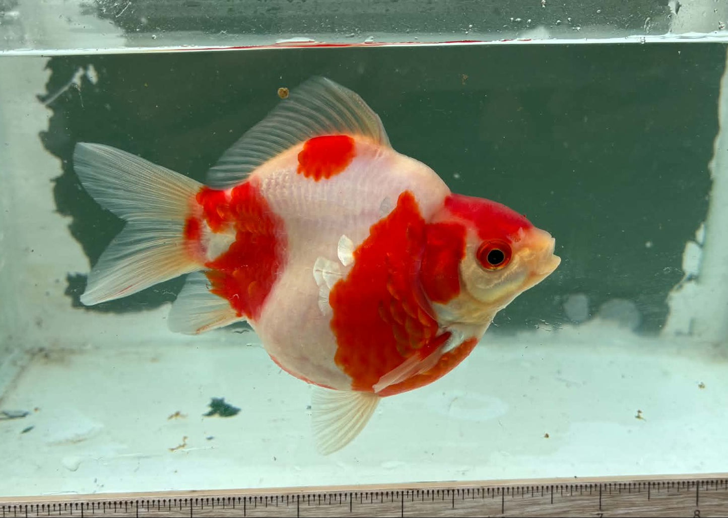 Super Red White Tosai Tamasaba 1 Yr Old L