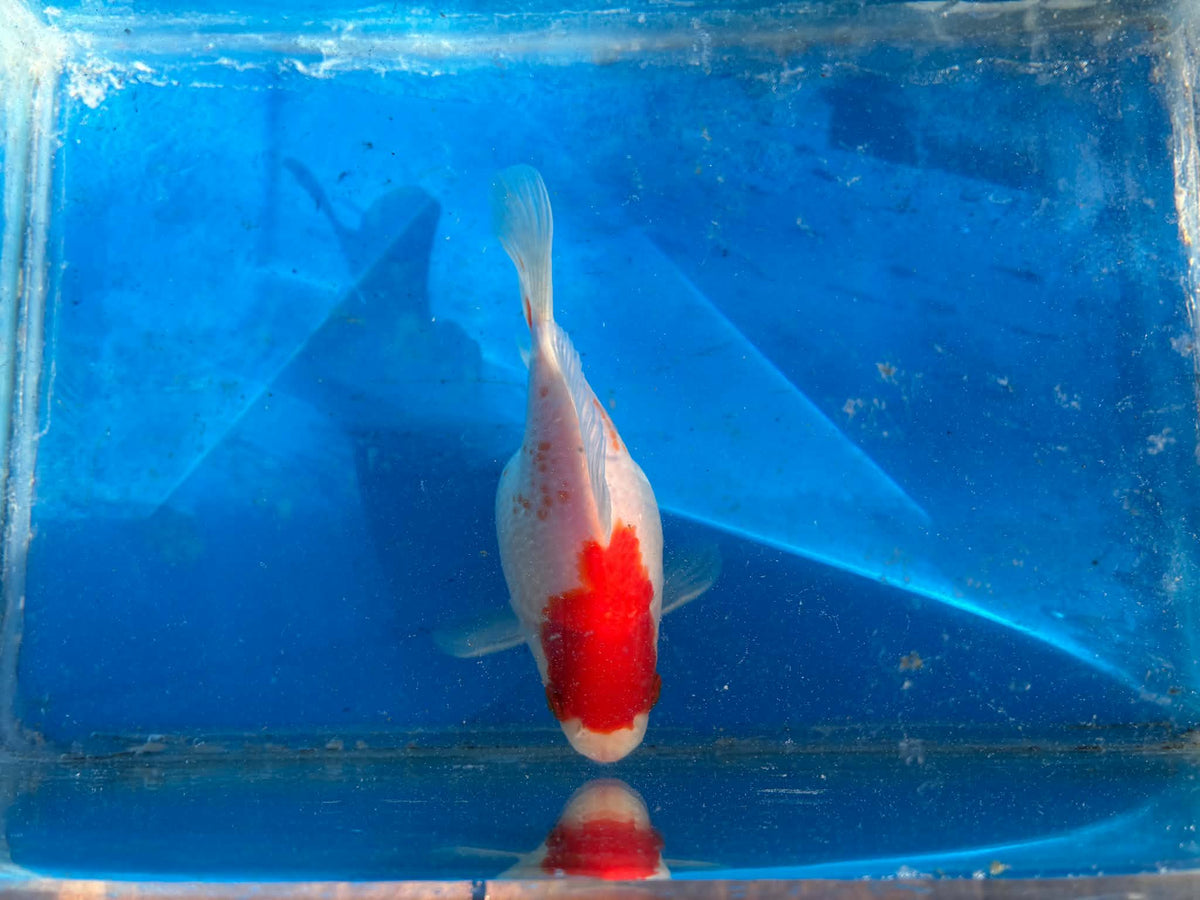Red White Tamasaba Goldfish 4-5 inch A