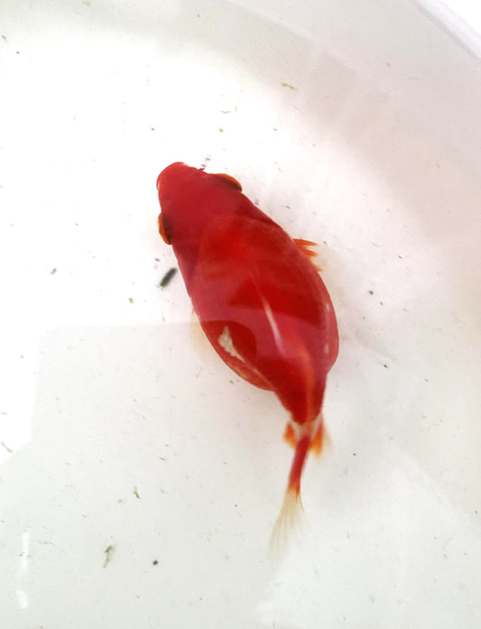 HQ Tamasaba Goldfish Female