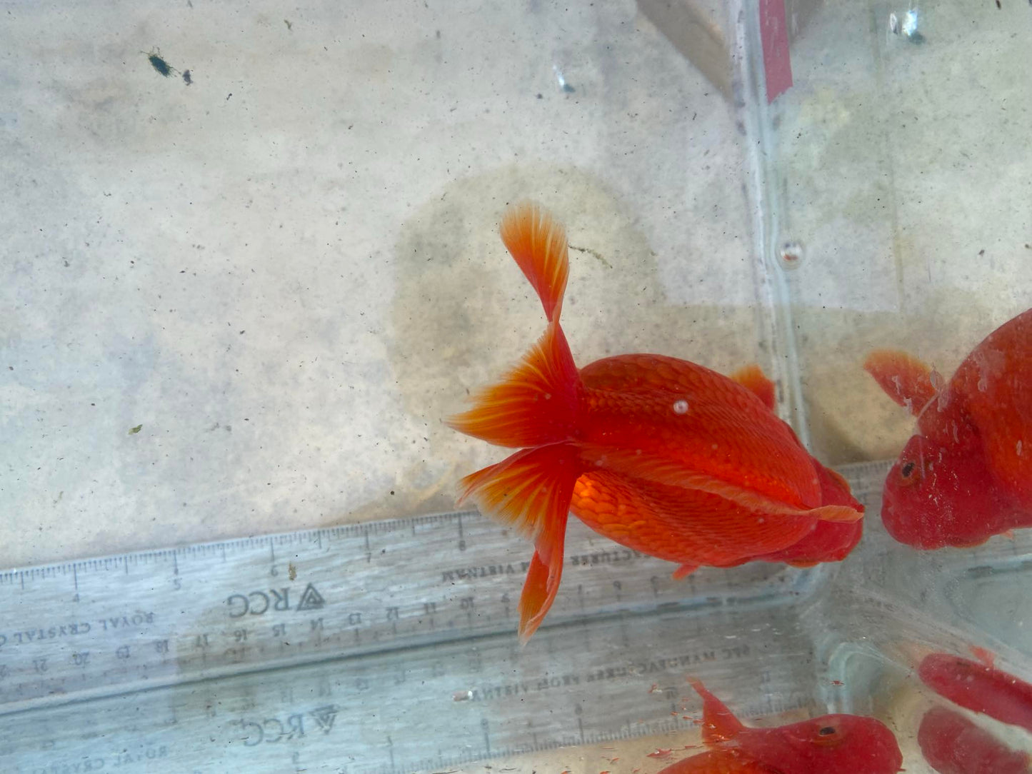 Hydrid Ryukin Goldfish C