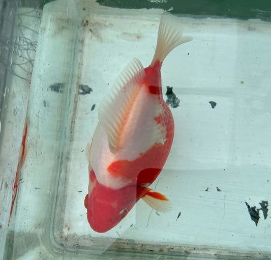 Super Red White Tosai Tamasaba 1 Yr Old G Female