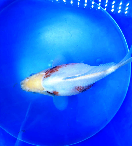 Tri-Color Tamasaba 5-6 in Male L