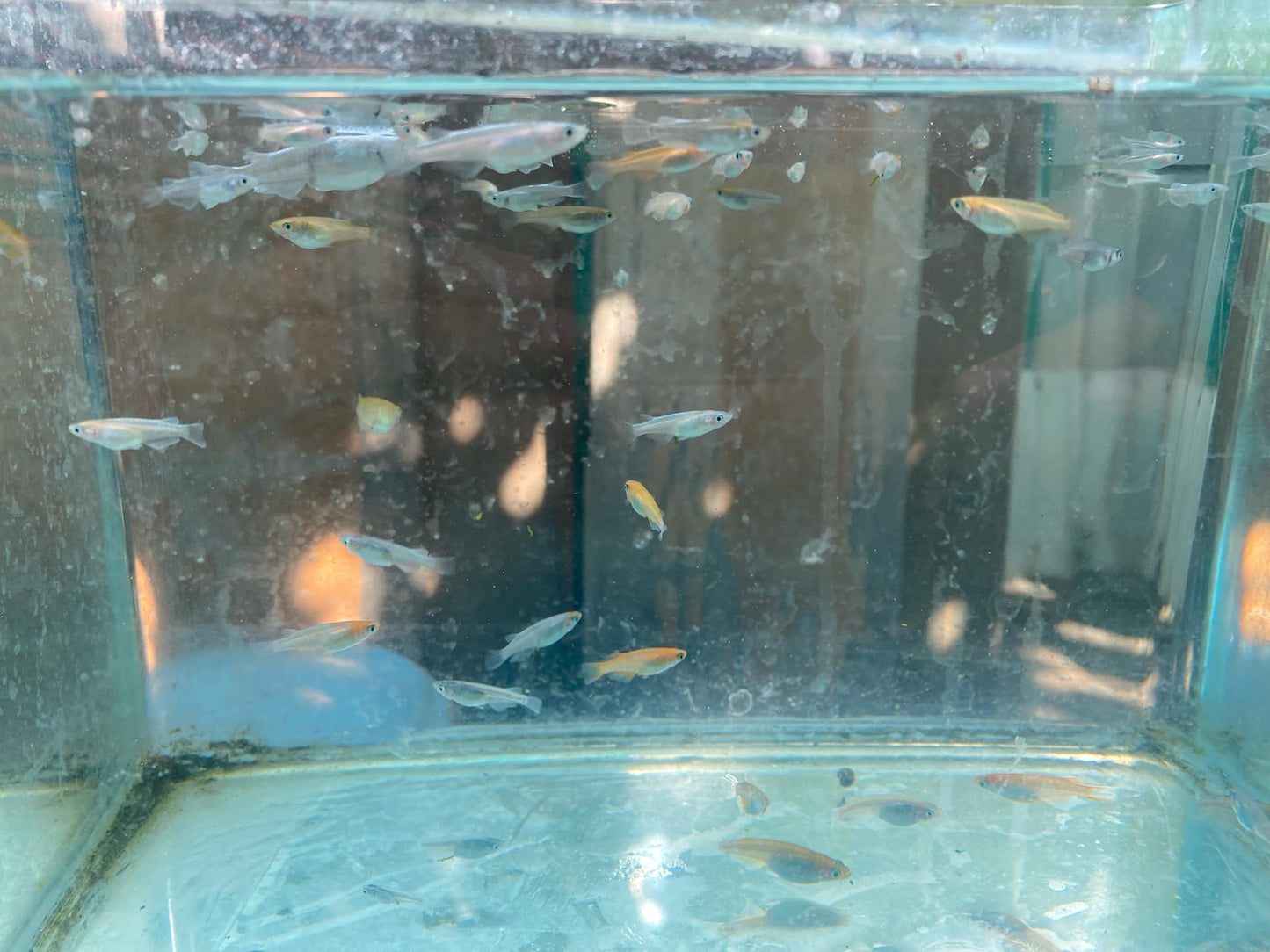 Juvenile Medaka-Mixed 5 Fish