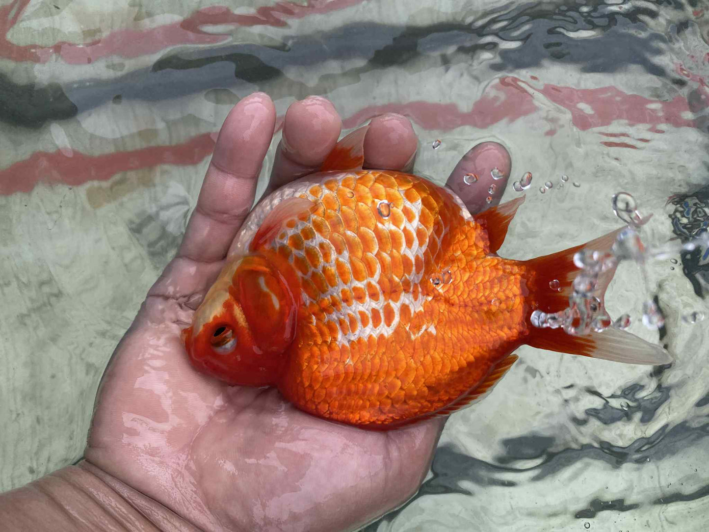 MFF 2-3 Years Old Red/White Tamasaba 5-6 in N
