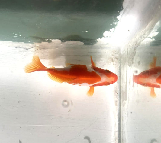 Jumbo Tamasaba Goldfish S