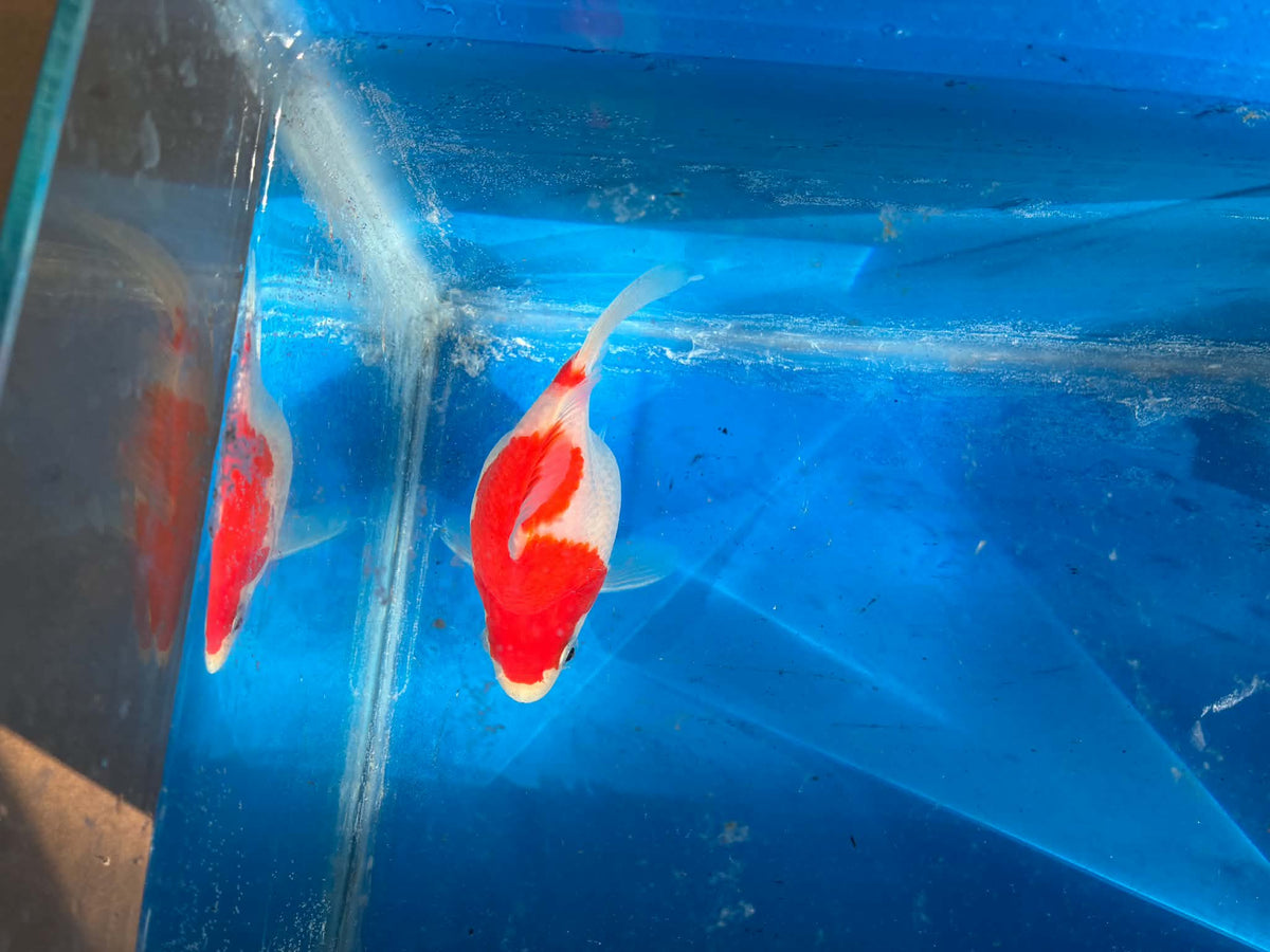 Red White Tamasaba Goldfish 4-5 Inc C