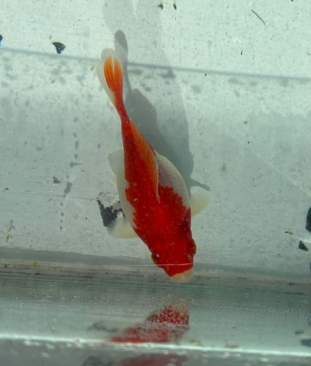 Red White Tamasaba 1 Year Old R