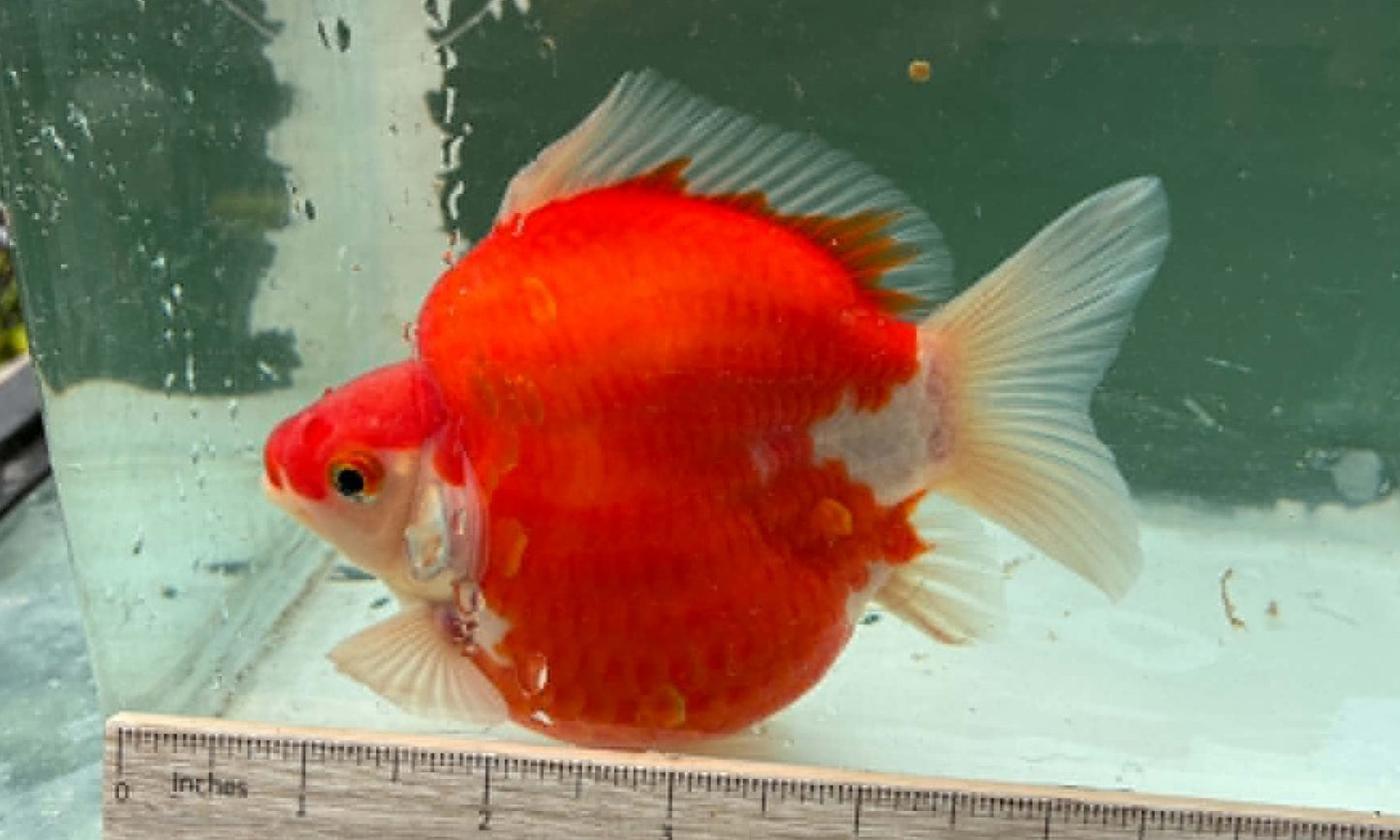 Super Red White Tosai Tamasaba 1 Yr Old H Female