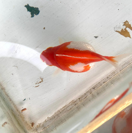 Red/white Tamasaba Goldfish H