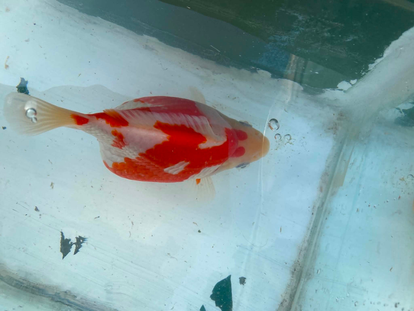 Super Jumbo Tamasaba 1 year Old D