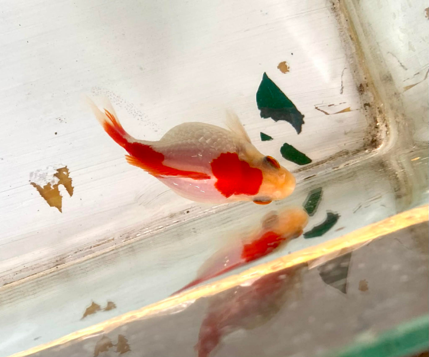 Red/white Tamasaba Goldfish B