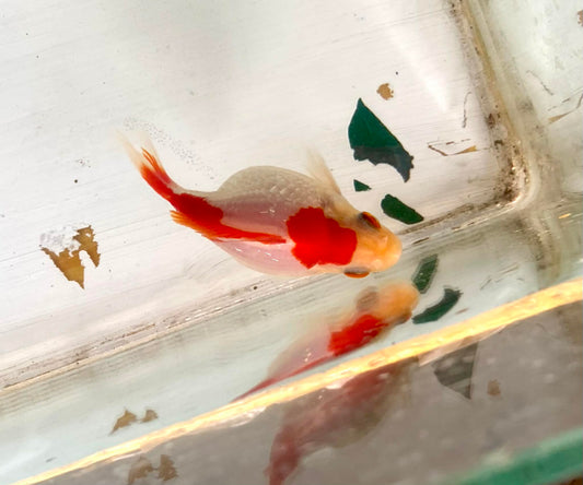 Red/white Tamasaba Goldfish B