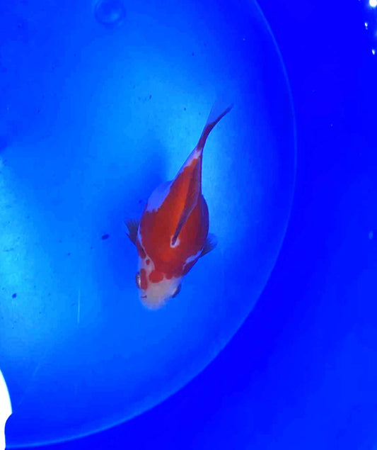 Jumbo Tamasaba Goldfish batch 2 3-4 inch M