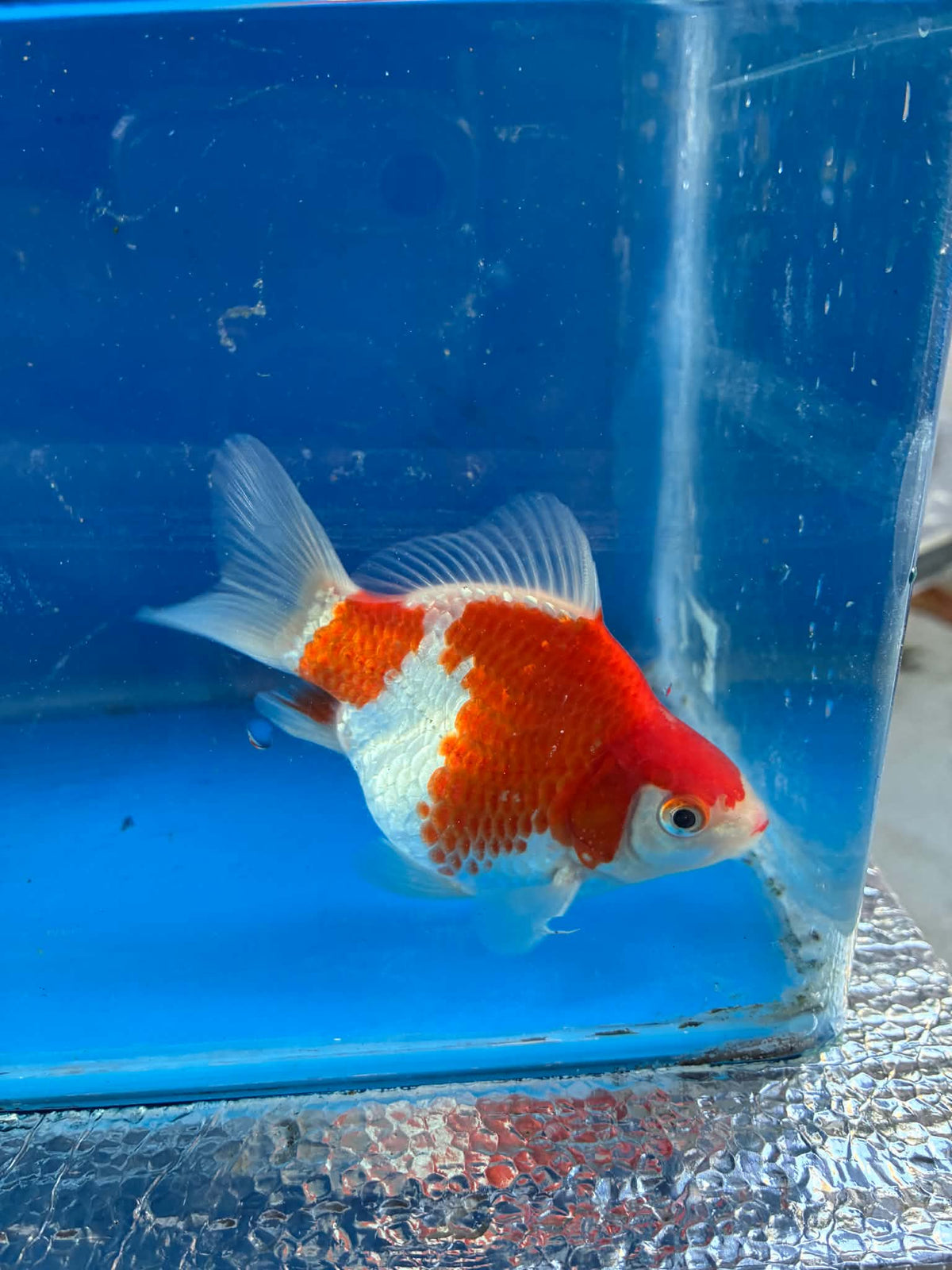 Red White Tamasaba Goldfish 3-4 Inch P