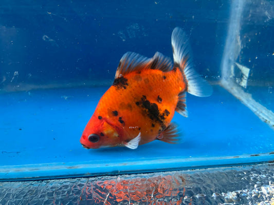 Calico Tamasaba Goldfish 3-4 Inch T