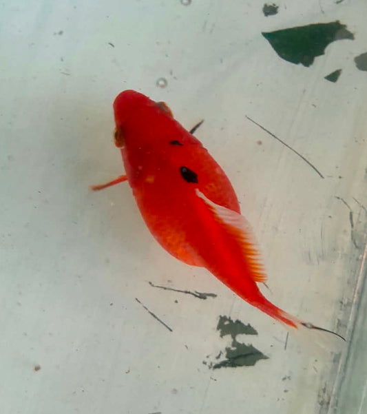 Tosai Tamasaba 1 Yr Old N