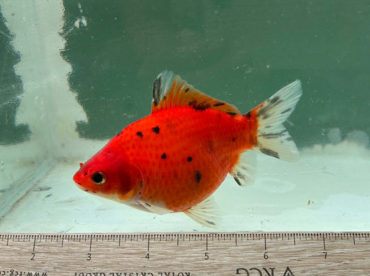 Tricolor Tosai Tamasaba 1 Yr Old Female T