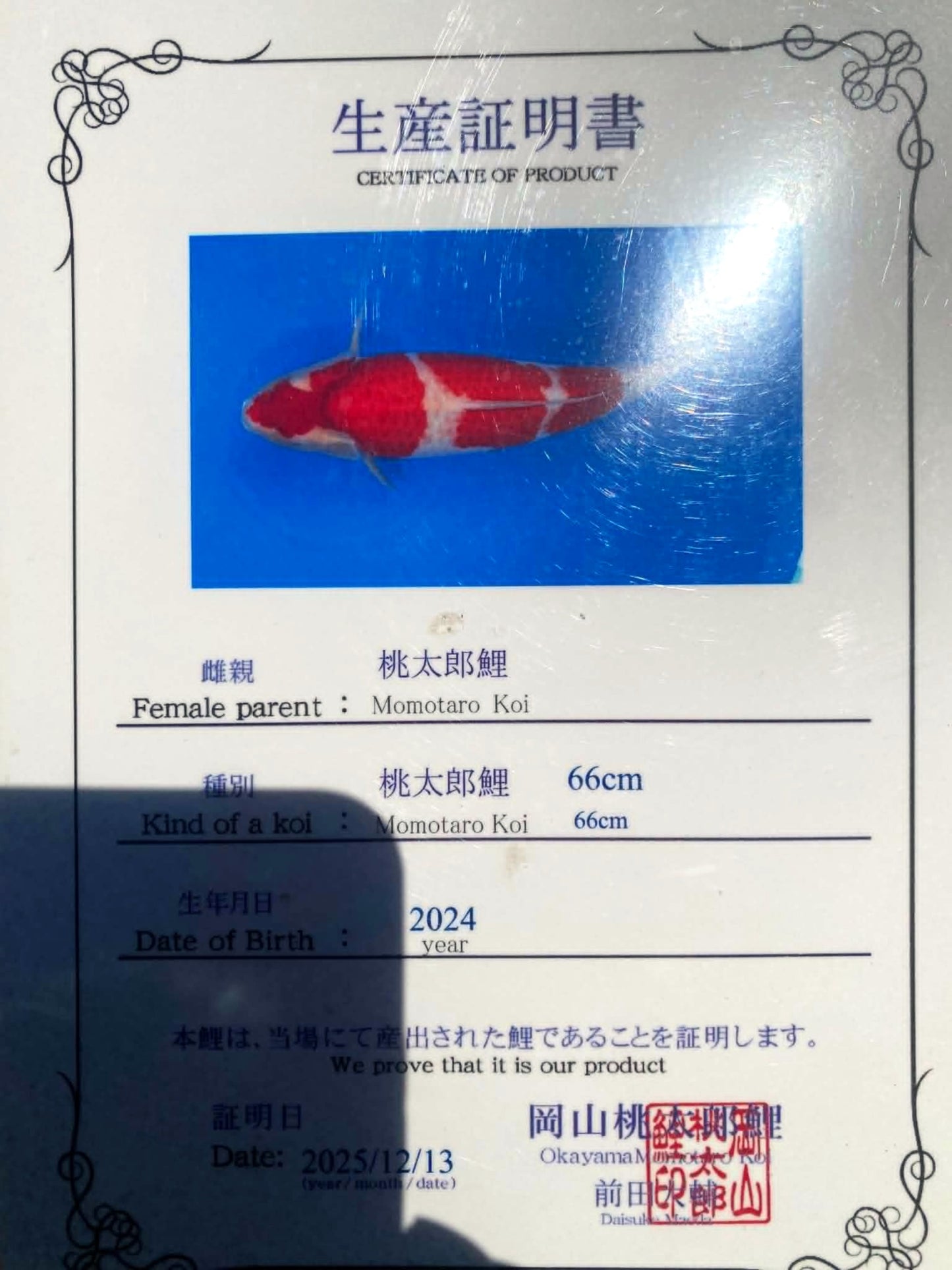 CERTIFIED MONOTARO KOHAKU Nisai>Sansai 67cm