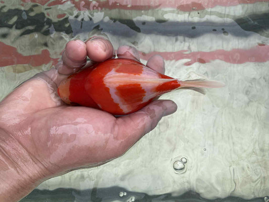 NND 2-3 Years Old Red/White Tamasaba 5-6 in M