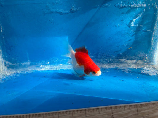 Red White Tamasaba Goldfish 3-4 Inch O