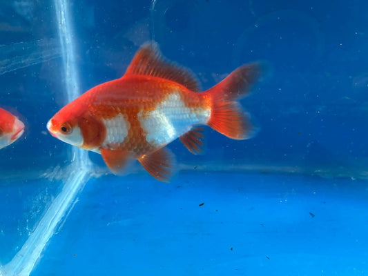 Red White Tamasaba Goldfish 3-4 Inch V