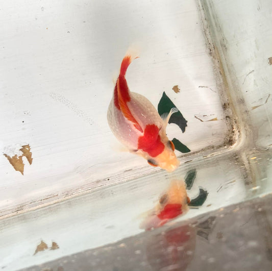 Red/white Tamasaba Goldfish B