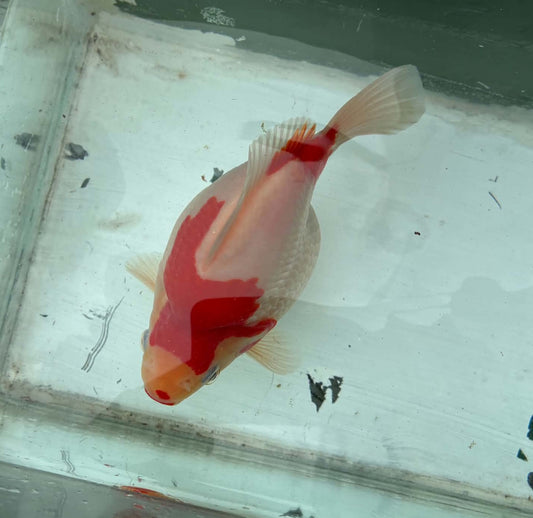 Super Red White Tamasaba 1 year Old D