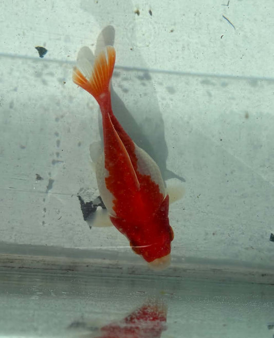 Red White Tamasaba 1 Year Old R