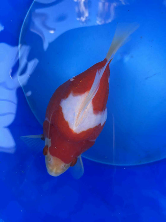 NND 2-3 Years Old Red/White Tamasaba 5-6 in E
