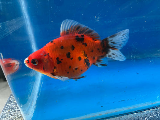 Calico Tamasaba Goldfish 3-4 Inch R