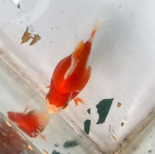Red/white Tamasaba Goldfish O