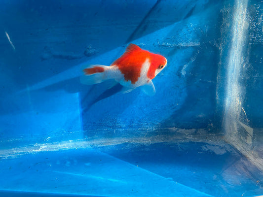 Red White Tamasaba Goldfish 3-4 Inch H