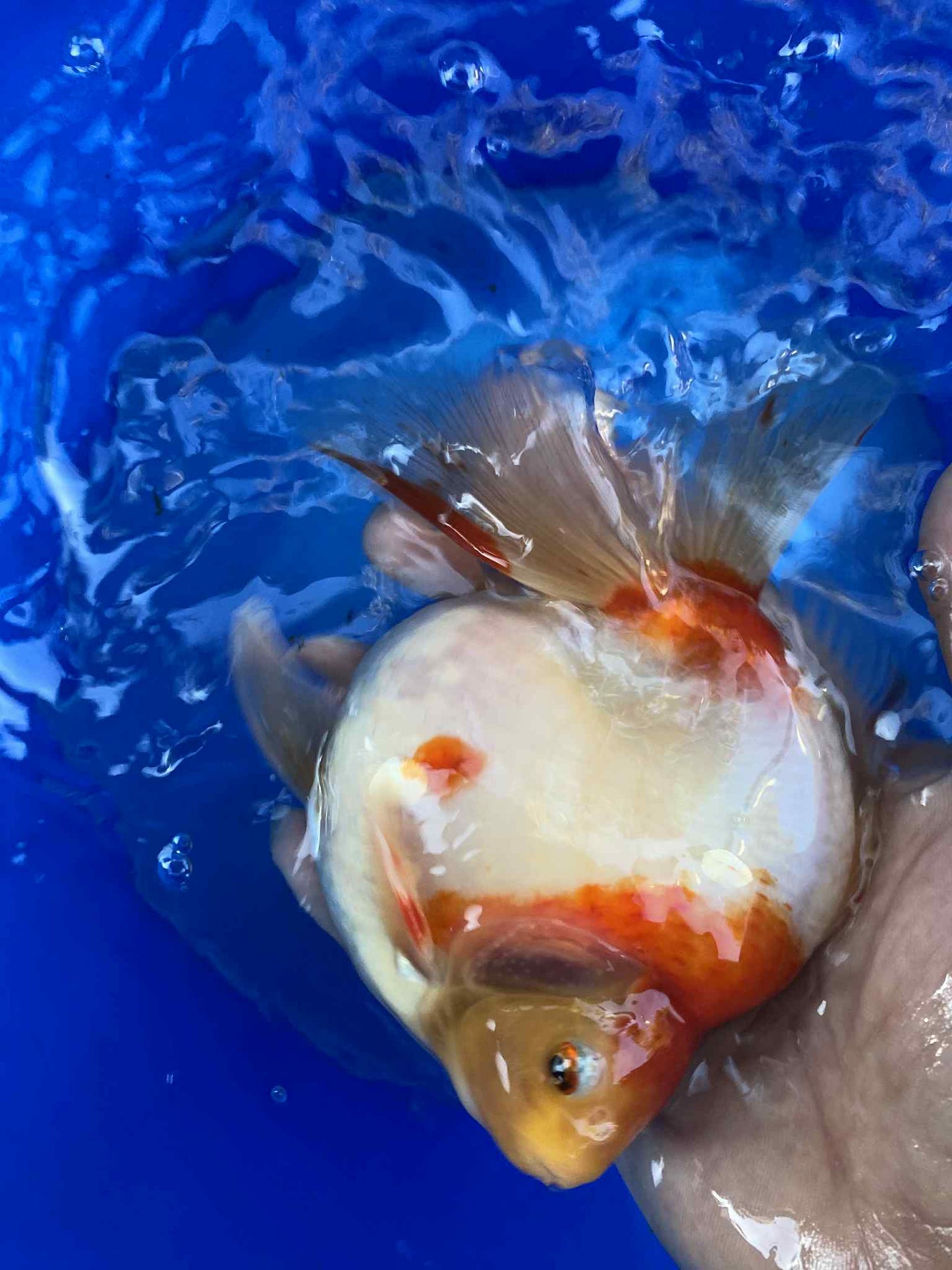Hydrid Ryukin Goldfish A
