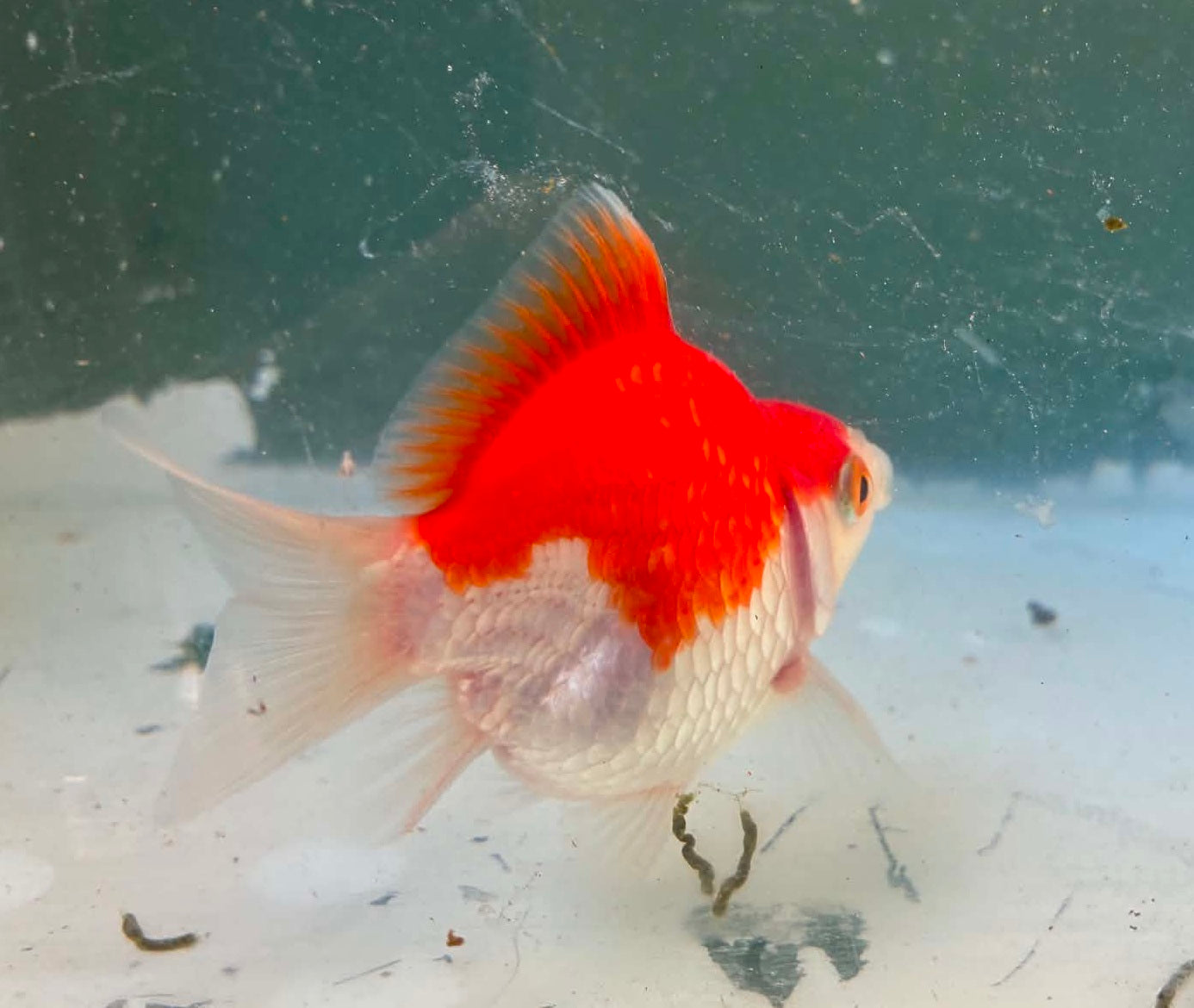 Tosai Tamasaba 1 Yr Old A