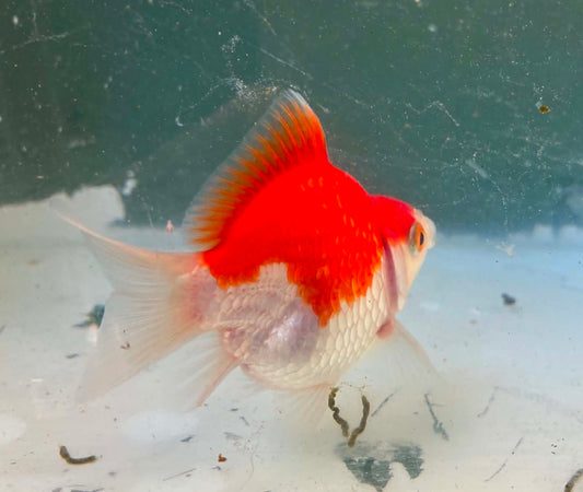 Tosai Tamasaba 1 Yr Old A