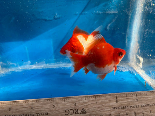 2 Red White Tamasaba Goldfish 3-4 Inch C