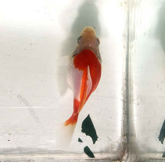 Jumbo Tamasaba Goldfish L