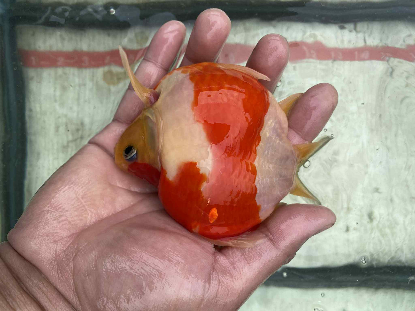 NND 2-3 Years Old Red/White Tamasaba 5-6 in D