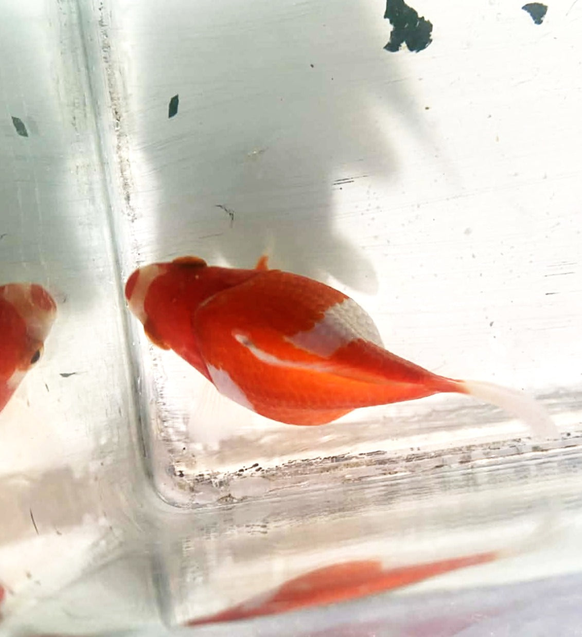 Jumbo Tamasaba Goldfish K