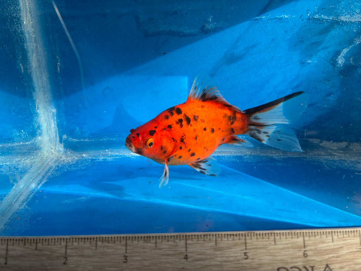 Calico Tamasaba Goldfish 3-4 Inch G
