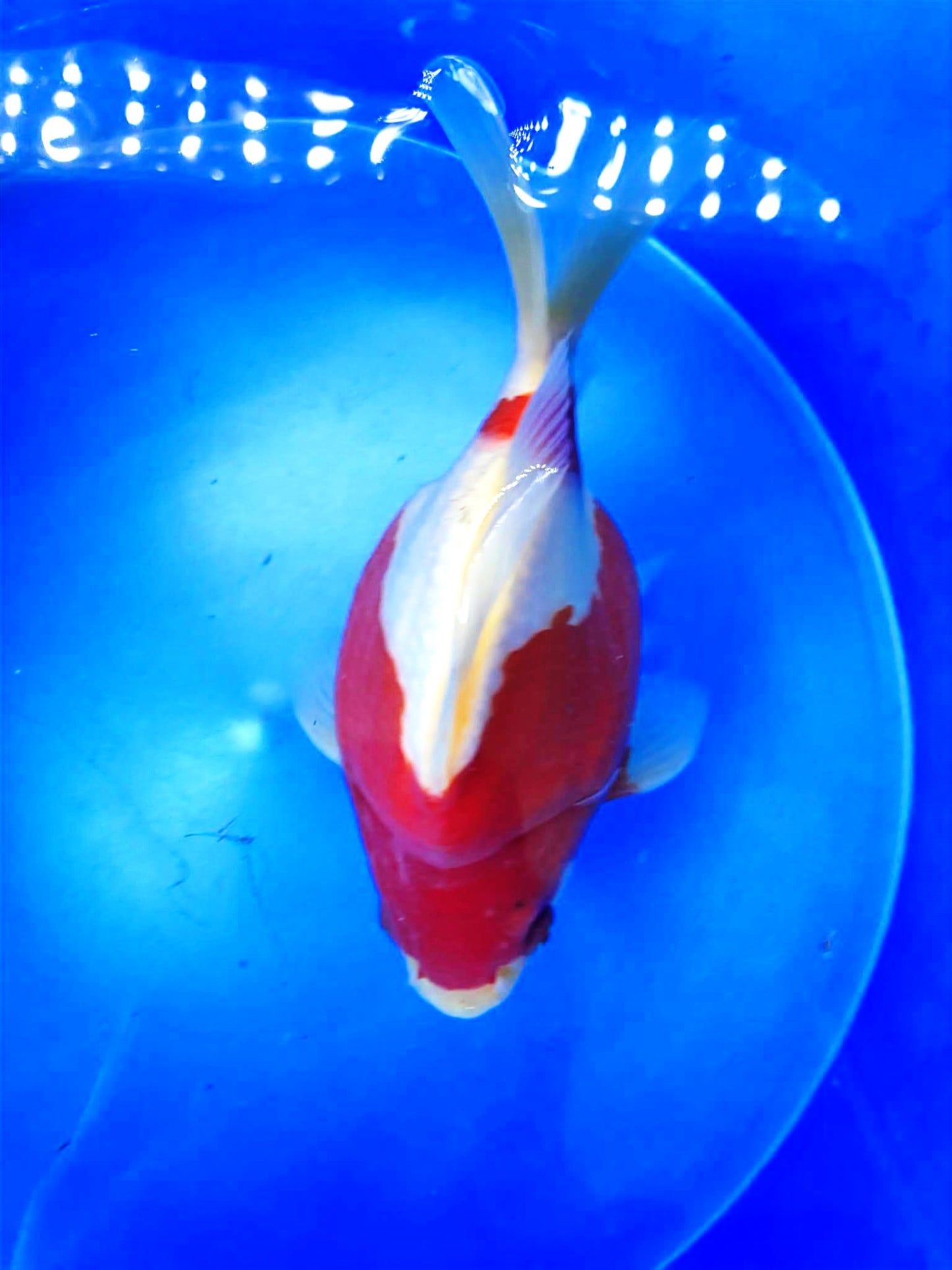 Snow white deep red Tamasaba 5-6 in G