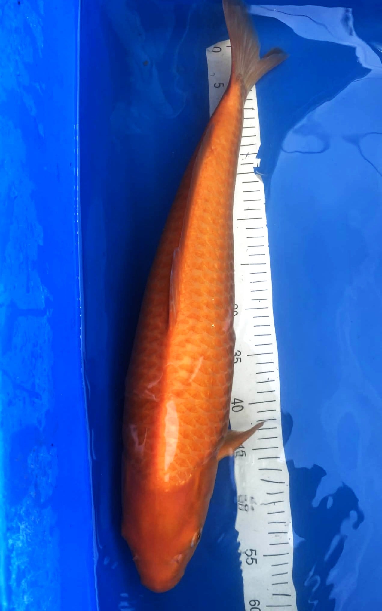 Dainichi Yellow Monkey Karashi 2-3 Years Male 21 inch