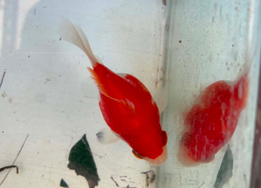 Tosai Tamasaba 1 Yr Old A