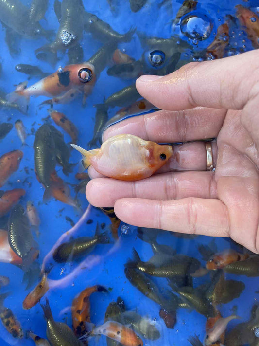 PET grade Ranchu Baby 1-1.5 inch 25 fish