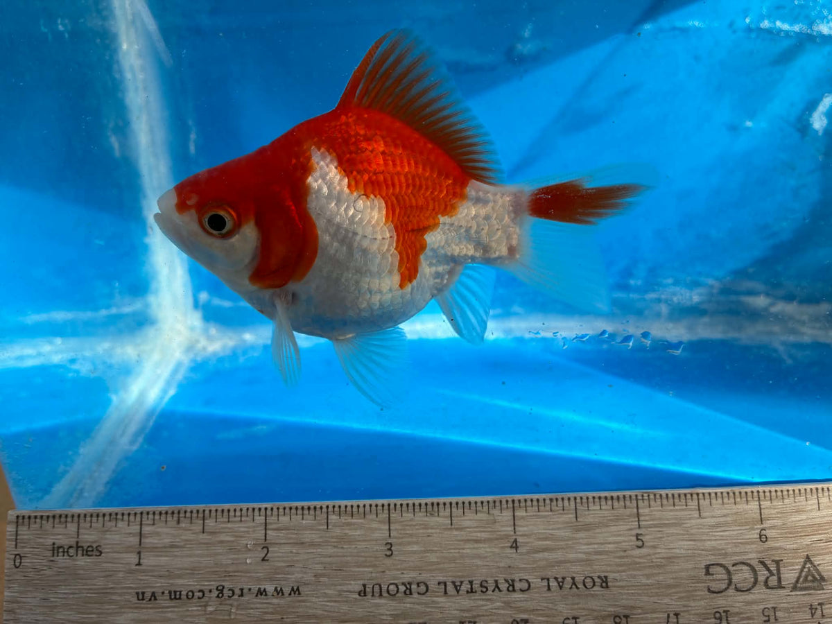 Red White Tamasaba Goldfish 3-4 Inch H